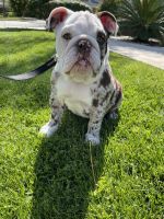 English Bulldog Puppies for sale in Fontana, CA, USA. price: NA