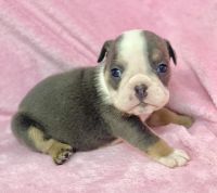 English Bulldog Puppies for sale in Webster, FL 33597, USA. price: NA