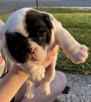English Bulldog Puppies for sale in Mercersburg, PA 17236, USA. price: NA