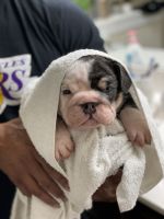 English Bulldog Puppies for sale in Sherman, TX, USA. price: NA