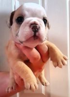 English Bulldog Puppies for sale in CHATT HILLS, GA 30268, USA. price: NA