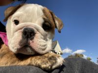 English Bulldog Puppies for sale in Louisville, KY, USA. price: NA
