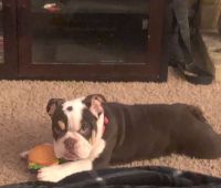 English Bulldog Puppies for sale in Oceanside, CA, USA. price: NA