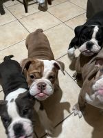 English Bulldog Puppies for sale in San Bernardino, CA, USA. price: NA