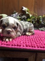 English Bulldog Puppies for sale in Umpire, AR 71833, USA. price: NA