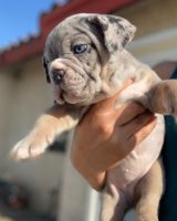 English Bulldog Puppies for sale in Riverside-San Bernardino-Ontario, CA, CA, USA. price: NA