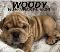 English Bulldog Puppies for sale in Amarillo, TX, USA. price: NA
