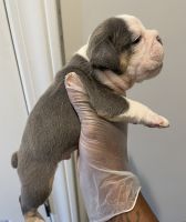 English Bulldog Puppies for sale in Olive Branch, MS 38654, USA. price: NA