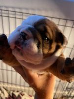 English Bulldog Puppies for sale in Chula Vista, CA 91910, USA. price: NA