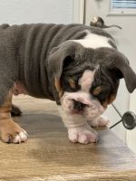 English Bulldog Puppies for sale in Fort Worth, TX, USA. price: NA