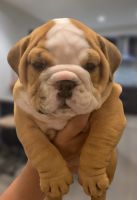 English Bulldog Puppies for sale in San Antonio, TX, USA. price: NA