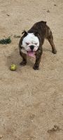 English Bulldog Puppies for sale in Los Angeles, CA, USA. price: NA