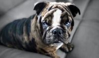 English Bulldog Puppies for sale in Sinton, TX 78387, USA. price: NA