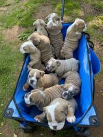 English Bulldog Puppies for sale in Warrenton, VA, USA. price: NA