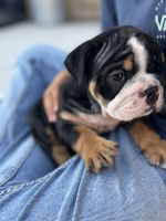 English Bulldog Puppies for sale in San Diego, CA, USA. price: NA