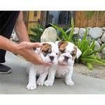 English Bulldog Puppies for sale in Atlanta, GA, USA. price: NA