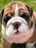 English Bulldog Puppies for sale in Flushing, MI 48433, USA. price: NA