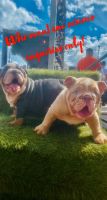 English Bulldog Puppies for sale in Houston, TX, USA. price: NA