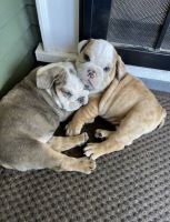 English Bulldog Puppies for sale in Gilroy, CA 95020, USA. price: NA