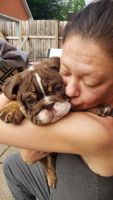 English Bulldog Puppies for sale in Rome, NY, USA. price: NA