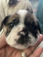 English Bulldog Puppies for sale in Greeneville, TN 37743, USA. price: NA