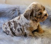 English Bulldog Puppies for sale in Houston, TX, USA. price: NA