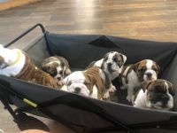 English Bulldog Puppies for sale in Greenville, SC, USA. price: NA