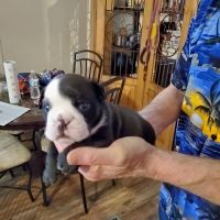 English Bulldog Puppies for sale in Ardmore, OK 73401, USA. price: NA