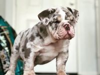 English Bulldog Puppies for sale in Sacramento, CA, USA. price: NA
