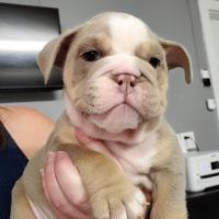 English Bulldog Puppies for sale in Austin, TX, USA. price: NA