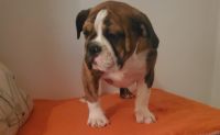 English Bulldog Puppies for sale in Myrtle Beach, SC, USA. price: NA