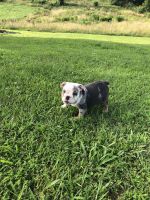 English Bulldog Puppies for sale in Umpire, AR 71833, USA. price: NA
