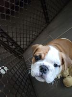 English Bulldog Puppies for sale in Bradenton, FL, USA. price: NA