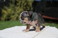 English Bulldog Puppies for sale in Oakland, CA 94605, USA. price: NA