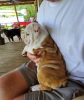 English Bulldog Puppies for sale in 58 Miracle Ln, Laurel, MS 39443, USA. price: NA