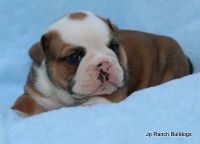 English Bulldog Puppies for sale in Royse City, TX, USA. price: NA