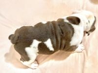 English Bulldog Puppies for sale in Village Dr, Virginia 22030, USA. price: NA