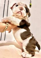 English Bulldog Puppies for sale in Village Dr, Virginia 22030, USA. price: NA