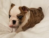 English Bulldog Puppies for sale in St Cloud, FL, USA. price: NA