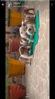 English Bulldog Puppies for sale in Patiala, Punjab, India. price: 60000 INR