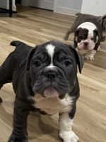 English Bulldog Puppies for sale in Gurnee, IL, USA. price: NA