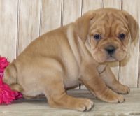 English Bulldog Puppies for sale in Clyde, NY 14433, USA. price: NA
