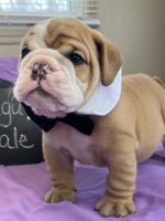English Bulldog Puppies for sale in Flushing, MI 48433, USA. price: NA