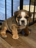 English Bulldog Puppies for sale in St Regis, MT 59866, USA. price: NA