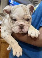 English Bulldog Puppies for sale in Dallas, TX, USA. price: $400,000