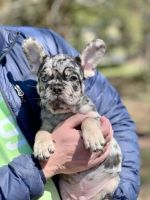 English Bulldog Puppies for sale in Crofton, MD, USA. price: $1,900