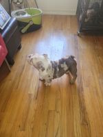 English Bulldog Puppies for sale in New York, NY, USA. price: $6,500
