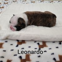 English Bulldog Puppies for sale in Tucson, AZ, USA. price: $4,000