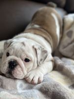 English Bulldog Puppies for sale in Colton, CA, USA. price: $2,800