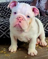 English Bulldog Puppies for sale in CRYSTAL CITY, CA 90220, USA. price: $1,200